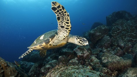 Lynott captured this photo of a sea turtle while scuba diving off of the Galapagos Islands.