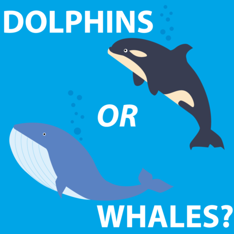 Dolphins VS Whales